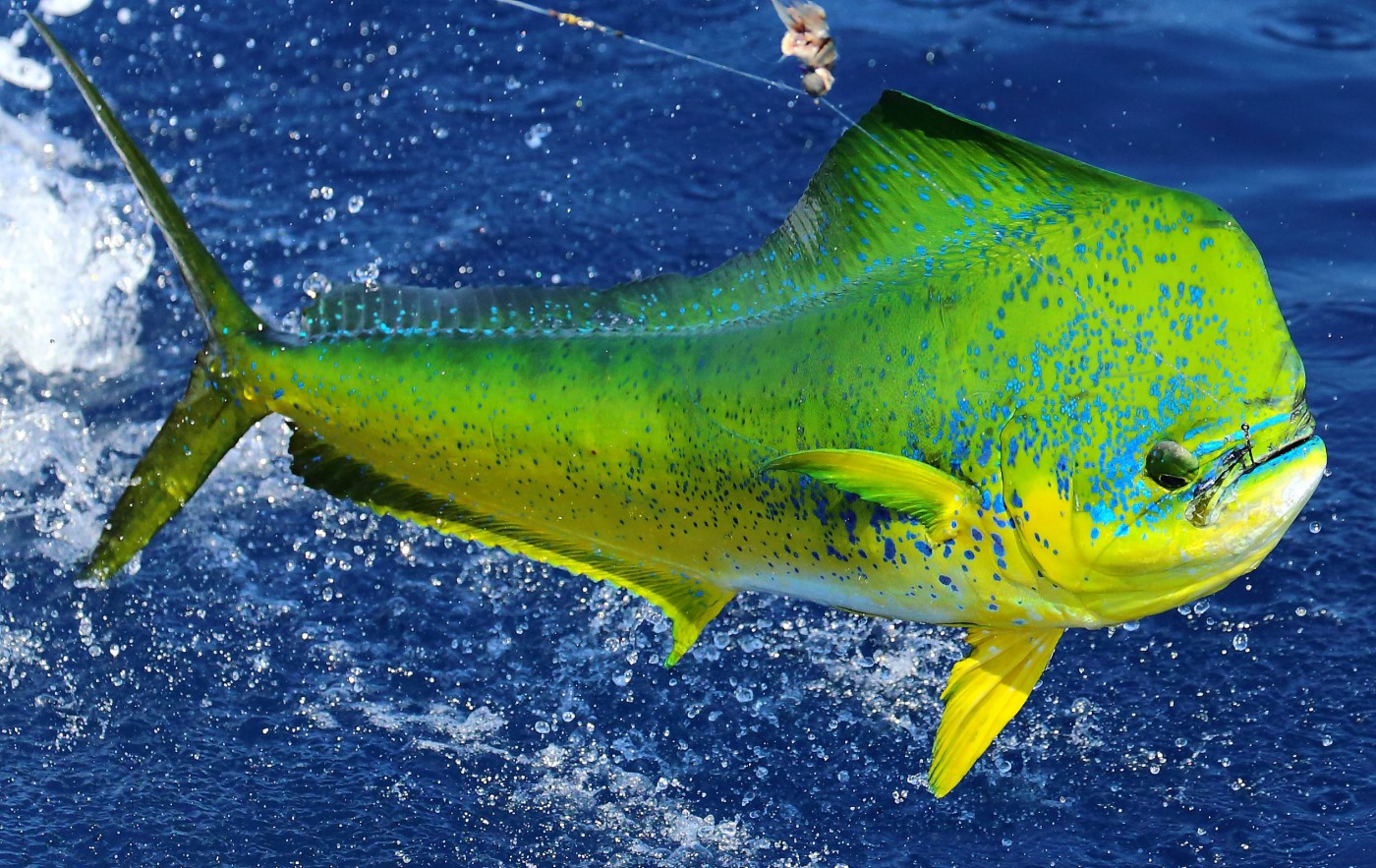 Project Mahi